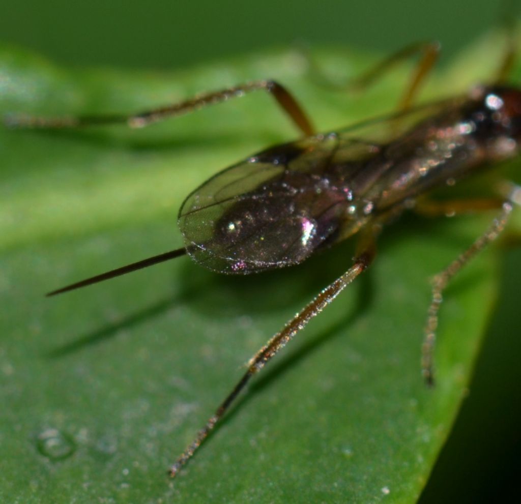 Braconidae da identificare (121)